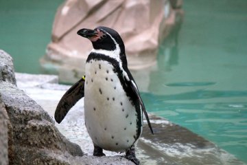 <p>Say "hi" to the penguins in the Children's Zoo area</p>
