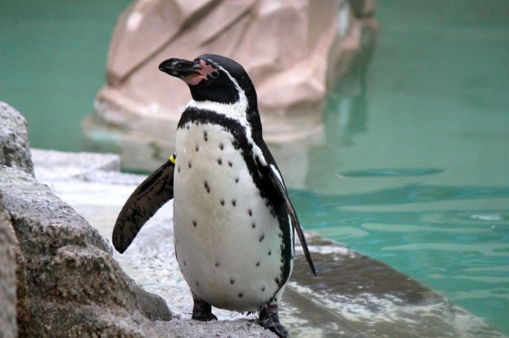 <p>Say "hi" to the penguins in the Children's Zoo area</p>