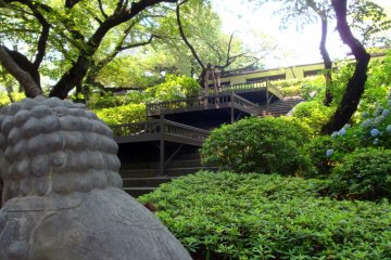 <p>In June, many&nbsp;hydrangea bloom on this hill.</p>