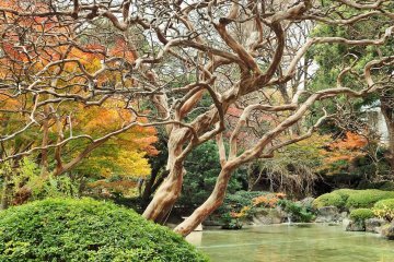 <p>View of the garden's pond</p>