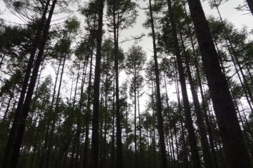 The lake is surrounded by primeval forest.