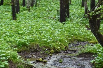 Wetlands surround the lake.