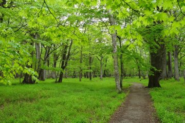 This path through the forest leads into the lake.