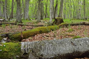 There is a lot of moss growing here. The lake area is very wet.