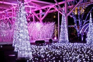 <p>This area also features several displays which regularly change color, making a great end to the evening!</p>