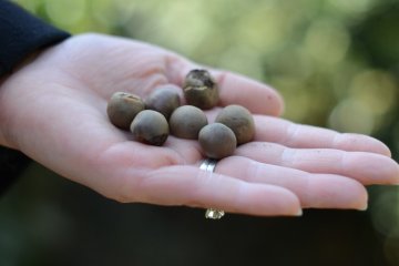Sakura-no-En Tea Farm