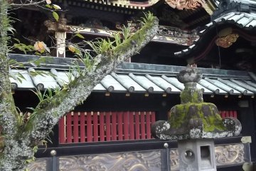 <p>Grass grows from the lichens on the trees</p>