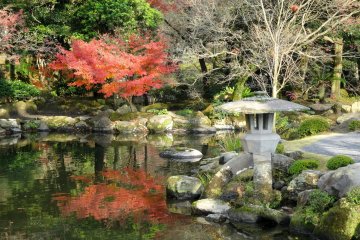 <p>A maple tree's colors linger into December</p>