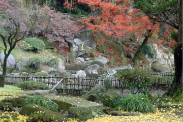 <p>A carpet of yellow gingko leaves covers the garden</p>