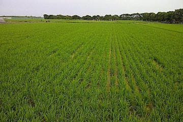 Rice - at the heart of so much of Japanese culture