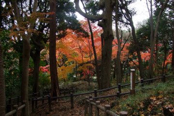 Amazing fall colors