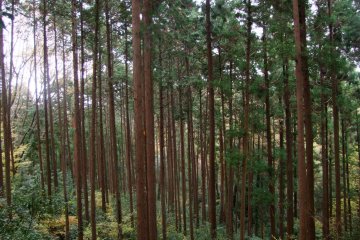 Alone in the forest
