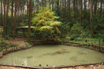 <p>Amagoi Pond</p>