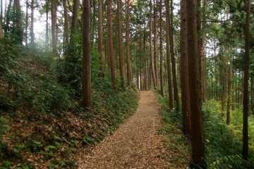 <p>Trekking along the mountain</p>