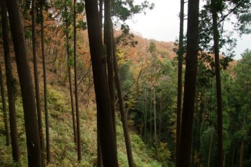 <p>Beautiful nature</p>