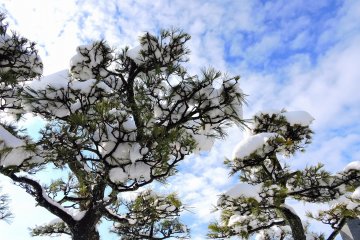 <p>Snow-covered pine trees under the blue sky</p>