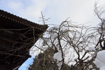 <p>Bare weeping cherry tree bearing snow on its branches</p>
