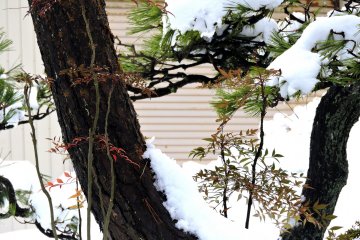 <p>Red and green in white snow</p>