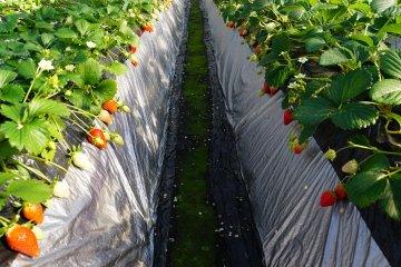 <p>Strawberry paths are narrow and sometimes slippery. Proceed with caution!</p>