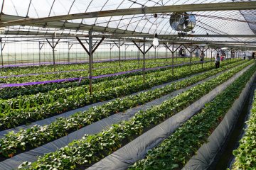 <p>A view from inside the strawberry greenhouse.</p>