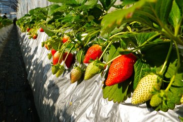 <p>Don't worry, there are enough ripe strawberry clusters to go around for everyone!</p>