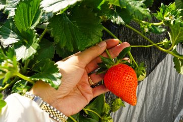 <p>I hit the strawberry jackpot here! So sweet and Berrylicious!</p>