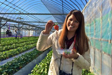 <p>How many strawberries can you eat within 30 minutes? I had about 10 large ones.</p>
