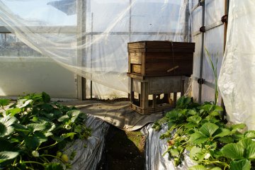 <p>The beehive. Proceed with caution.</p>