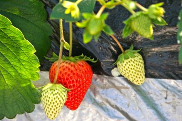 <p>Please be gentle when reaching for the ripe strawberry. Be mindful of the young fruit.</p>