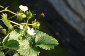 <p>This honeybee is off to another flower!</p>