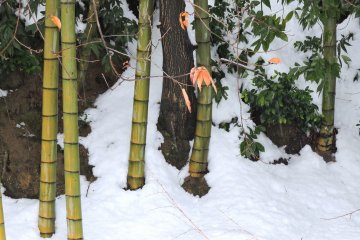 <p>The Jizo cemetery is located at the foot of a bamboo grove</p>