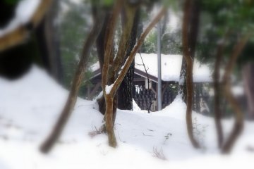 <p>The hut of jizo statues in the forested temple grounds</p>