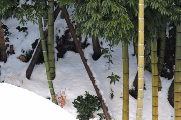 <p>Bamboo grove in snow</p>