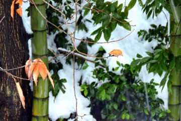 <p>Dedaunan warna orange di pepohonan bambu yang diselimuti salju</p>