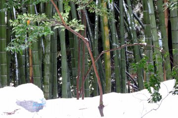 <p>Dahan yang bengkok karena tertimbu salju di sekitar hutan bambo di dalam halaman Kuil Taichoji</p>