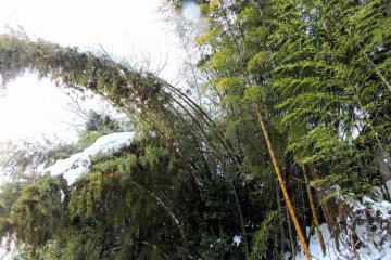 <p>Pohon bambu yang merunduk tertimpa salju</p>
