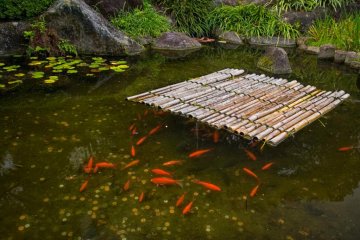 <p>Des poissons rouges et des pi&egrave;ces dans un &eacute;tang</p>

