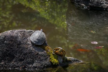 <p>Les tortues ne sont pas rares ici</p>
