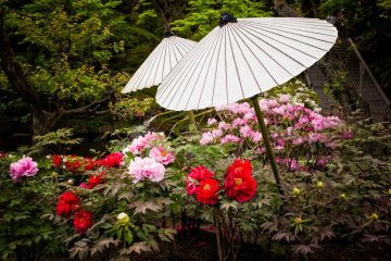 <p>Les pivoines au printemps</p>
