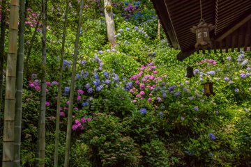 <p>Les hortensias sont magnifiques au Hase-dera</p>
