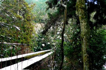 <p>The top of the aqueduct is two parallel white lines disappearing into the trees</p>