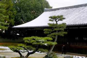 <p>Gracefully leaning pines still bearing a little snow</p>