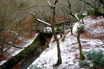 <p>The maple trees are bare</p>