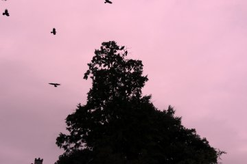 <p>Crows flapping overhead</p>
