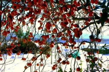 Une branche remplie de kaki