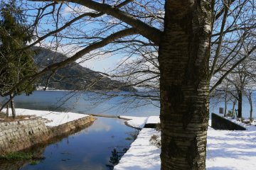 Des branches d'arbres nues près du lac