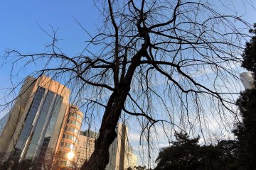 Garden of Prince Hotel New Takanawa