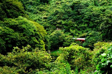 <p>A glimpse of a bridge swallowed up in summer growth</p>