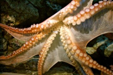 Octopus