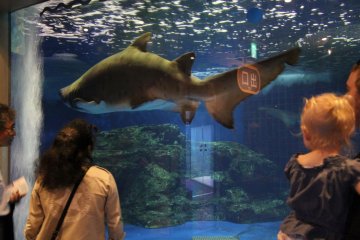Tiger Shark